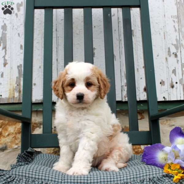 Rain, Mini Bernedoodle Puppy